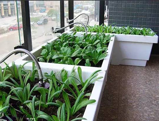小菜园种植哪种蔬菜最具经济效益？