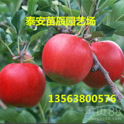 哪种苹果品种种植能快速盈利？