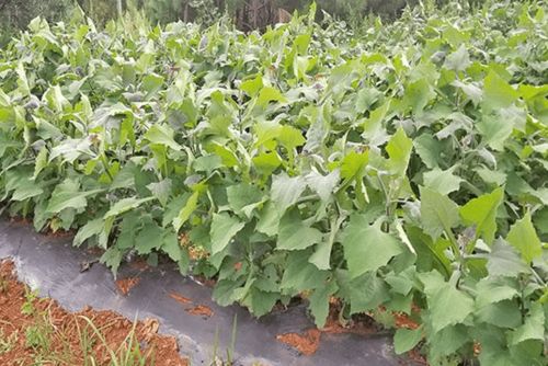 40岁创业，种植哪种水果能带来高收益？