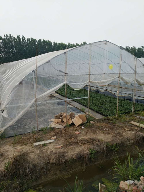 在选择大棚种植时，哪种作物最具盈利潜力？