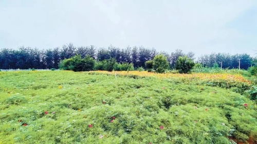 安徽万亩春笋如何走出“深闺”？农民经纪人助力，村民日入四五百元？