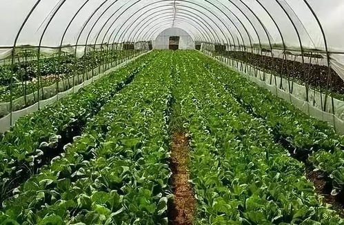 在农村小区种植哪些蔬菜能带来较高经济收益？
