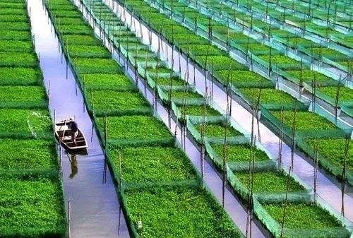 农民如何选择种植高收益蔬菜品种？