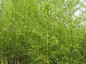 在四川砍毛竹真的能赚钱吗？知乎上的真实回答告诉你