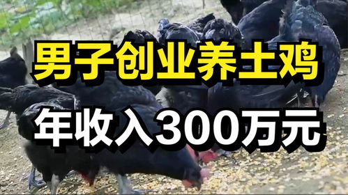 养土鸡创业，哪种生意模式最赚钱？