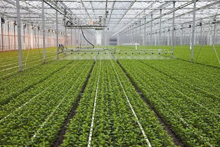 哪个国家种植蔬菜利润最高？全球蔬菜种植收益大比拼