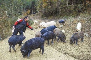 在美国，穷人养猪能否实现脱贫致富？