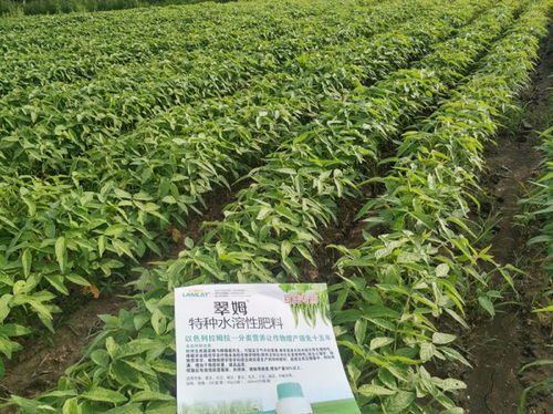 北方家庭种植哪种作物最赚钱？在家也能轻松盈利的秘密