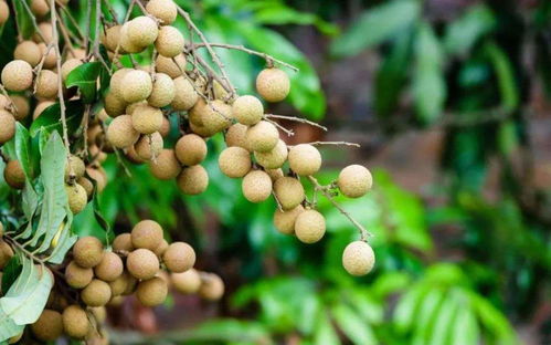 广东种植龙眼真的能赚钱吗？实地探访视频解析