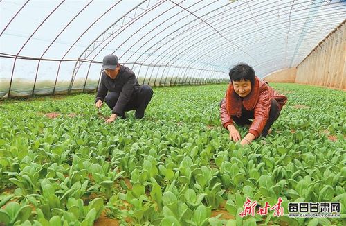 湖南冬季种植哪种蔬菜最具盈利潜力？