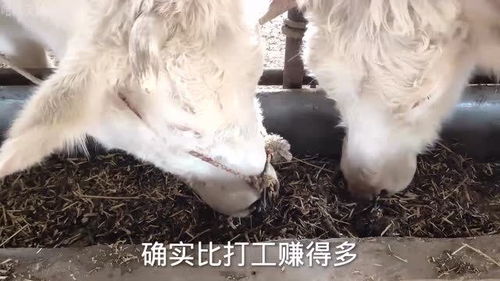 养殖行业真的能赚钱吗？揭开养殖业的盈利真相