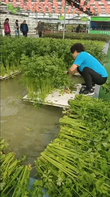 在香港水上种植芹菜，真的能带来可观收益吗？