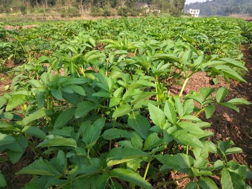 江苏地区种植哪种药材收益最高？如何选择高利润药材？
