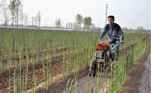 东北种植哪些蔬菜能带来高收益？