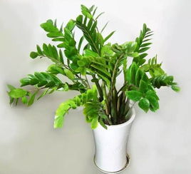 哪种绿植种植回报最高？快速赚钱的绿植选择有哪些？