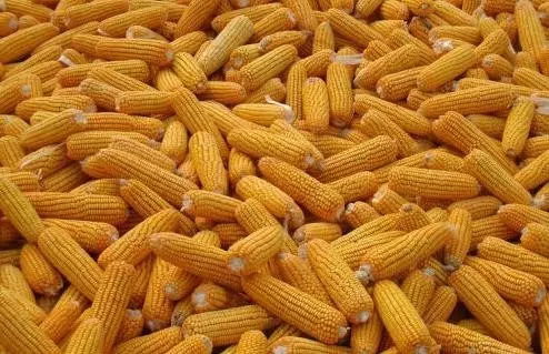 为何这种玉米能成为最赚钱的农产品？
