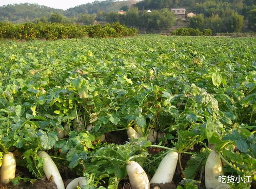 肇庆种植萝卜能否带来可观收益？