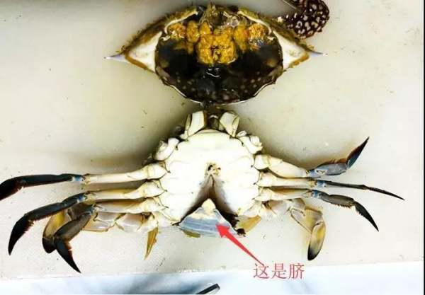 哪种螃蟹品种最具盈利潜力？高清图片解析