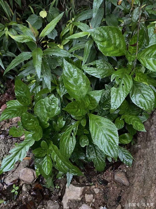 哪种草药种植最具经济效益？如何选择赚钱的草药品种？
