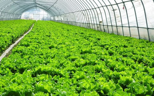 农村超市种植哪些蔬菜能带来高收益？