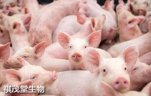养殖仔猪真的能带来可观收益吗？新手必看的经济分析