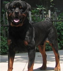 养罗威纳犬能否成为一门盈利的副业？