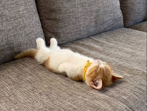 七猫小说盈利模式是怎样的？靠哪些途径实现收入？