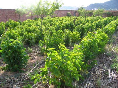 在安康市种植哪种树木最具经济效益？