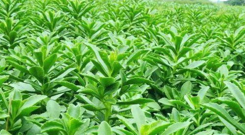 快速盈利的种植项目有哪些？哪种作物最赚钱？