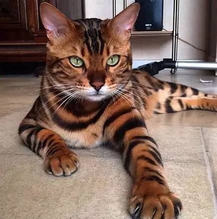 养猫和豹猫真的能赚钱吗？如何实现宠物经济盈利？