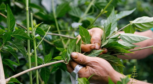 哪种树叶种植最具盈利潜力？未来市场前景如何？
