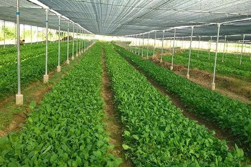 哪种青菜种植能让农民收益最大化？你知道吗？