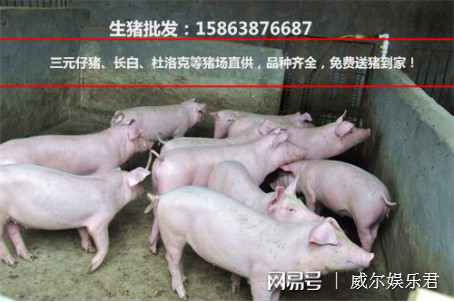 东北小猪打工真的能赚钱吗?价格行情现状解读