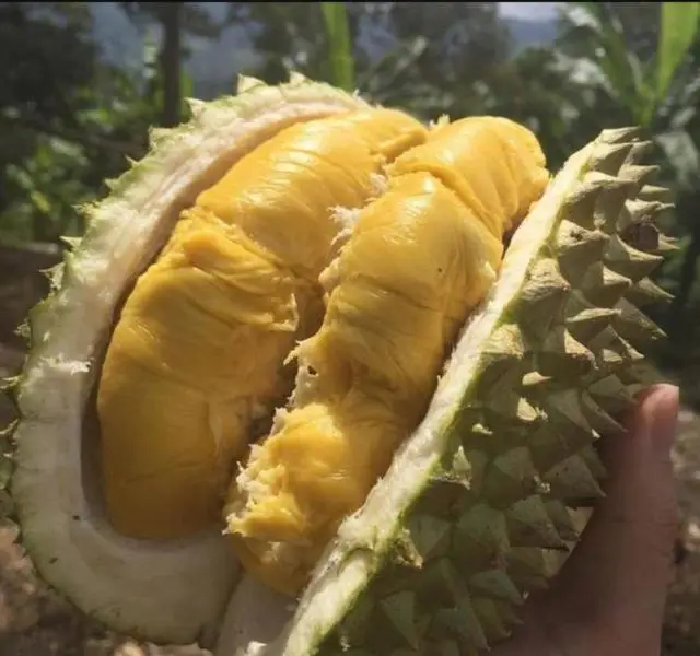 榴莲直播自助下单平台如何让你轻松买到好榴莲
