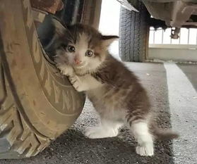 家庭繁殖宠物猫，真的能成为赚钱的副业吗？