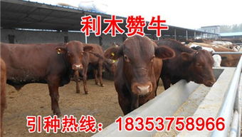 黔南地区养殖哪种牛最具备盈利潜力？