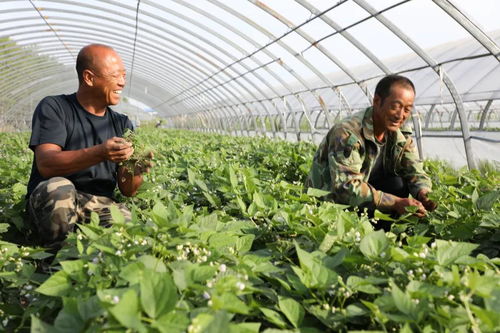 当前种植哪种果园最具盈利潜力？