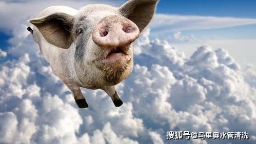 如何通过卖宠物猪开启副业之路？你准备好了吗？