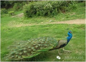 在株洲养殖哪种动物最具盈利潜力？
