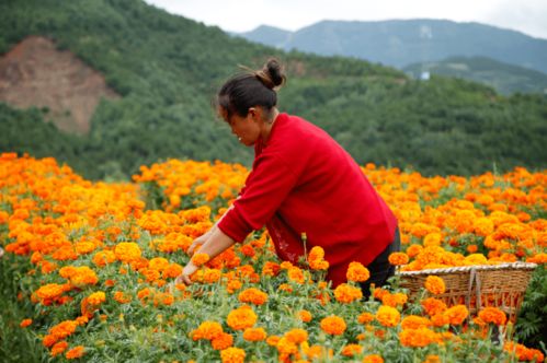 种花与种菜，哪个更赚钱？园艺与农业的经济效益对比