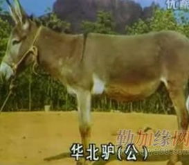 华北驴养殖能否成为致富新途径？