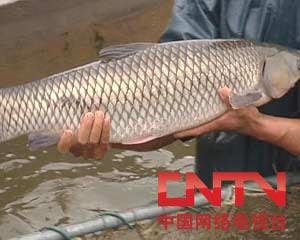 在西藏，哪种鱼的销售利润最高？
