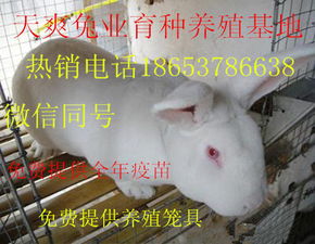 养几只母山羊能否实现盈利？家庭养殖的可行性分析
