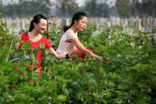 在农村种植什么项目能带来高收益？