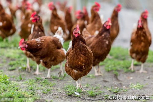 在农村养鸡，哪种鸡能带来最高收益？