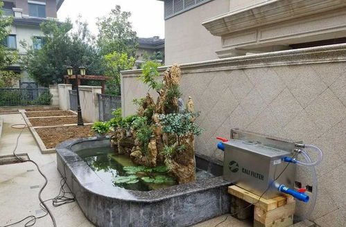 如何在鱼池中找到乐趣并实现盈利？