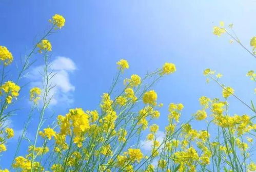 旅行中拍摄哪些花草能带来收益？