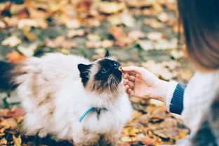 打工人养猫更赚还是养狗划算？宠物经济下的理财选择