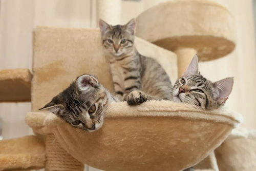 南宁养猫副业靠谱吗？如何轻松开启猫咪经济？
