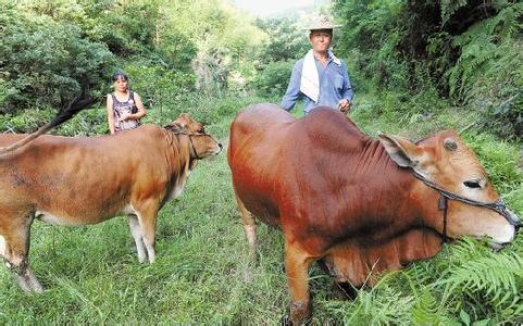 养牛真的能赚钱吗？揭开养牛行业的经济效益之谜